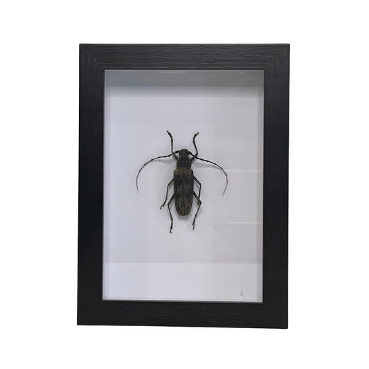 Sporting Gentry SG59 Longhorn Beetle