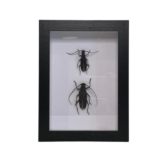 Sporting Gentry SG60 Longhorn Beetles