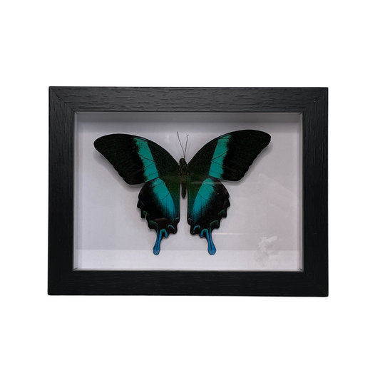 Sporting Gentry SG61 Papilio Blumei