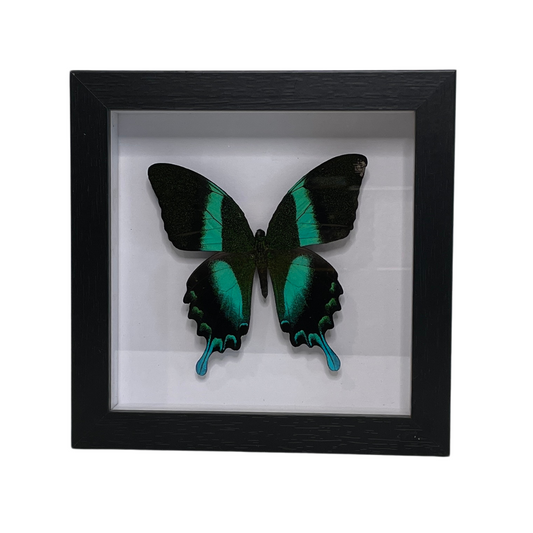 Sporting Gentry SG61 Papilio Blumei