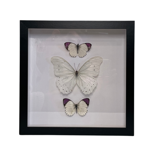 Sporting Gentry SG62 Morpho Luna/Colotis