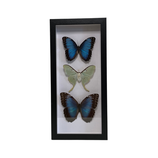 Sporting Gentry SG63 Morpho Peleides/Luna