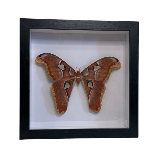 Sporting Gentry SG64 Atlas Moth