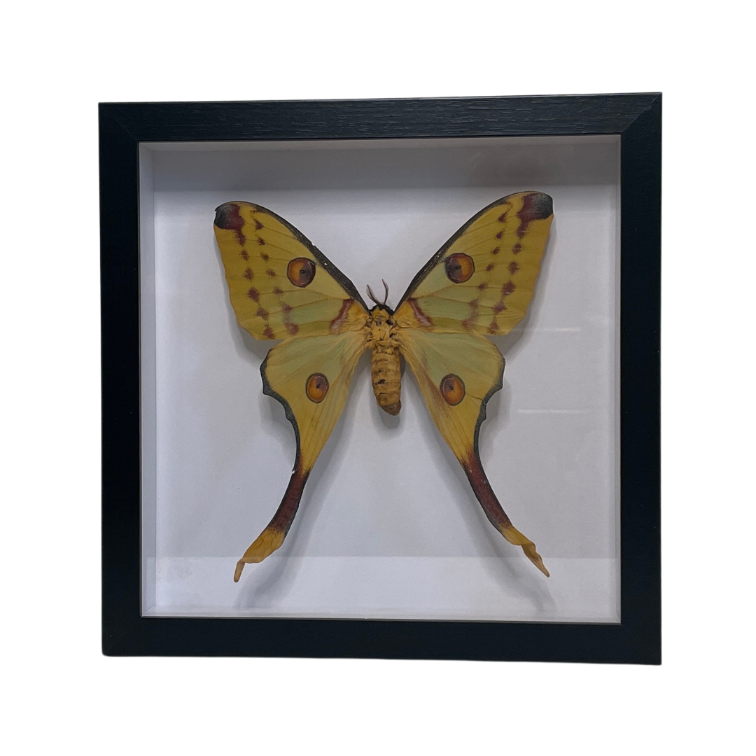 Sporting Gentry SG66 Comet Moth