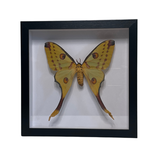 Sporting Gentry SG66 Comet Moth