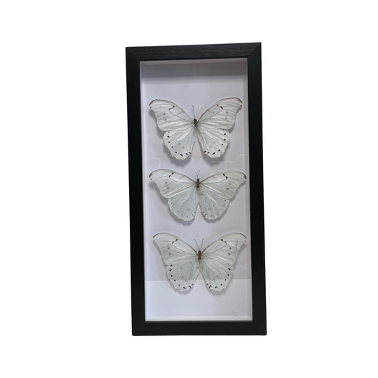 Sporting Gentry SG69 Morpho Luna