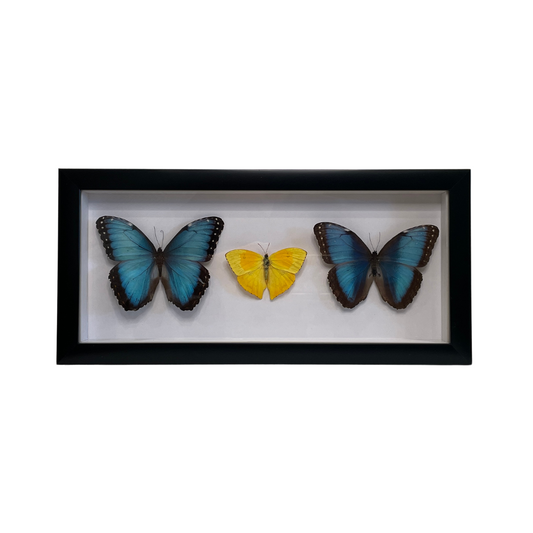 Sporting Gentry SG70 Morpho Peleides/Pieris/M.Deidamia