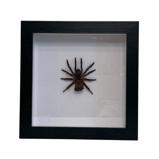 Sporting Gentry SG71 Trap Door Spider