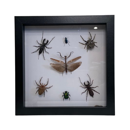 Sporting Gentry SG72 Spider/Insect Variety