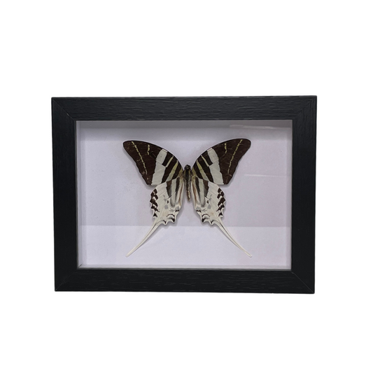 Sporting Gentry SG73 Graphium Antiphates