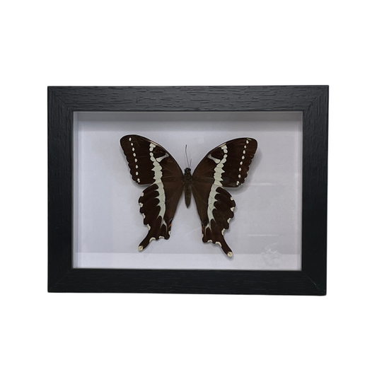 Sporting Gentry SG74 Papilio Delalandei