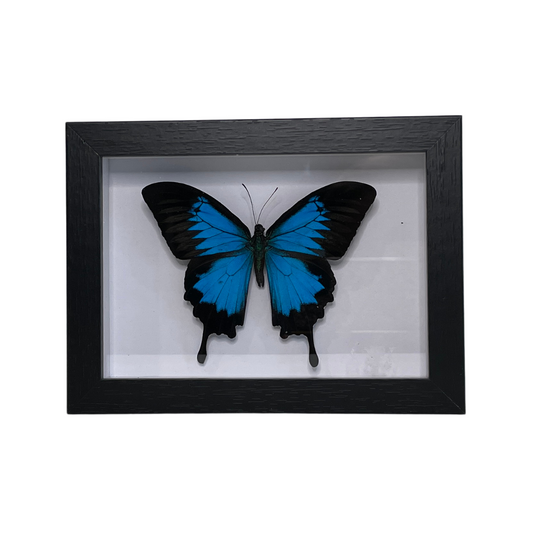 Sporting Gentry SG75 Papilio Ulysses