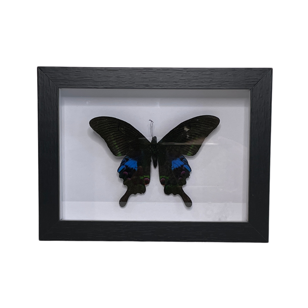 Sporting Gentry SG76 Peacock Butterfly