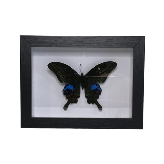 Sporting Gentry SG76 Peacock Butterfly