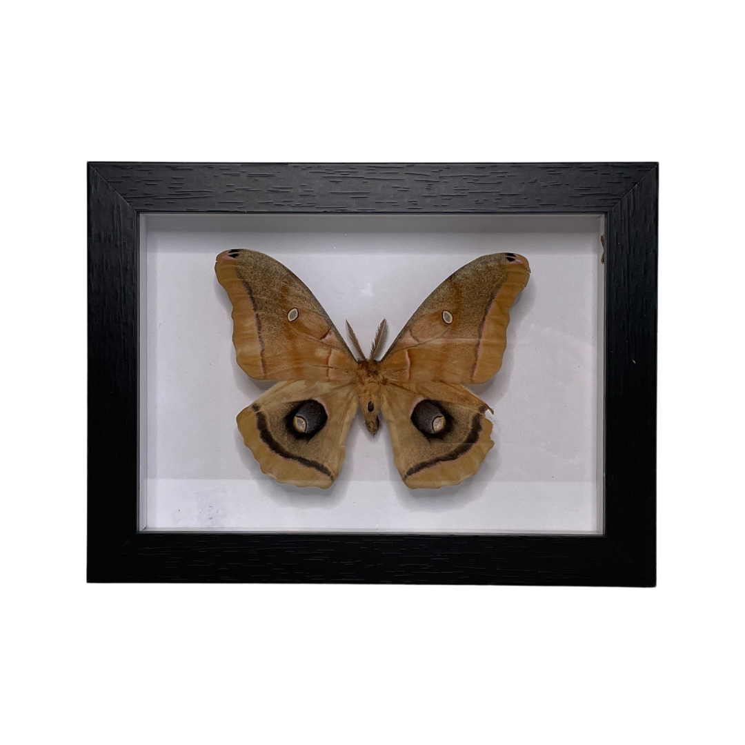 Sporting Gentry SG77 Polyphemus Butterfly