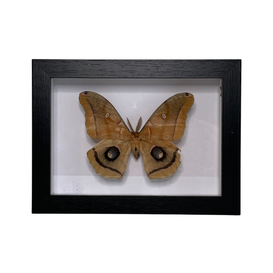 Sporting Gentry SG77 Polyphemus Butterfly