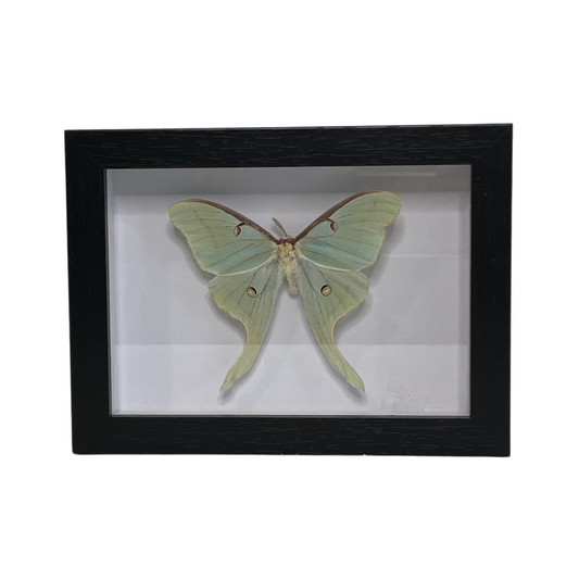 Sporting Gentry SG78 Luna Moth