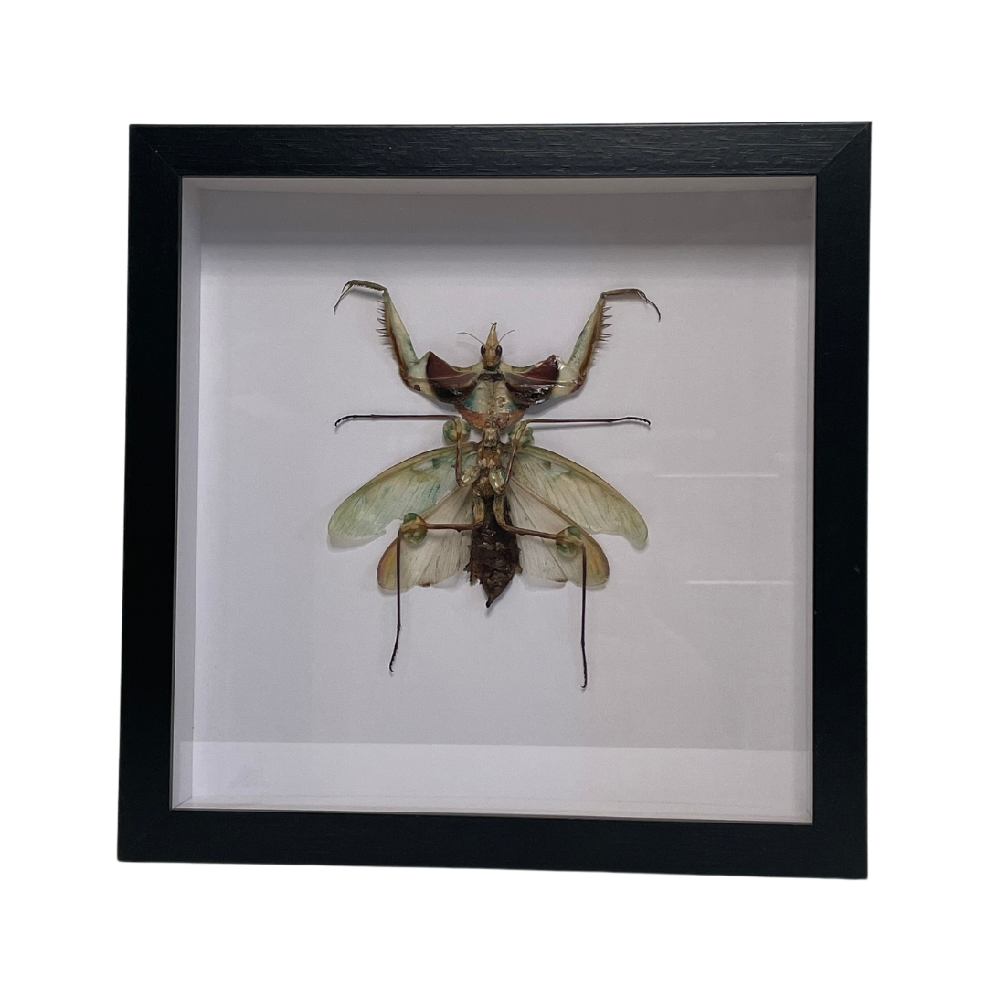 Sporting Gentry SG79 Idolomantis Diabolica