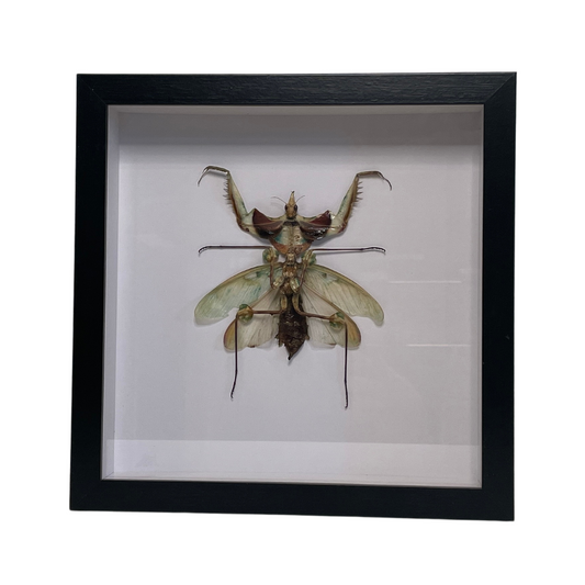 Sporting Gentry SG79 Idolomantis Diabolica