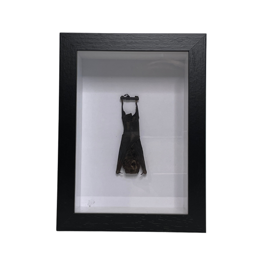 Sporting Gentry SG81 Keriroula Pellucida