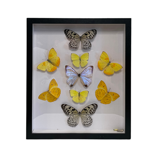 Sporting Gentry SG82 Butterfly Variety