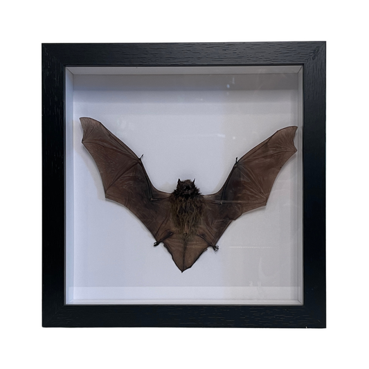 Sporting Gentry SG84 Tylonycteris Pachypus