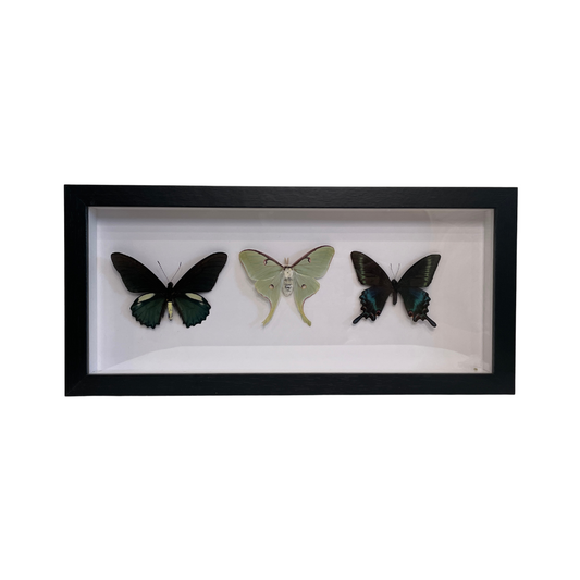 Sporting Gentry SG85 Butterfly Trio