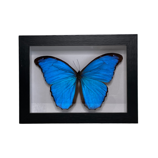 Sporting Gentry SG86 Morpho Didius