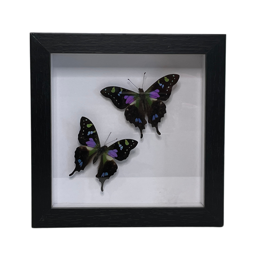 Sporting Gentry SG87 Graphium Weiskii Pair