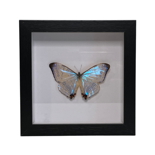 Sporting Gentry SG88 Morpho Sulkowski