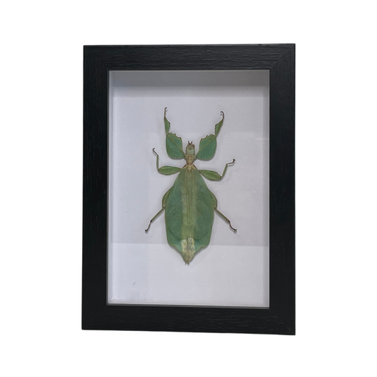 Sporting Gentry SG89 Phylium - Leaf Bug