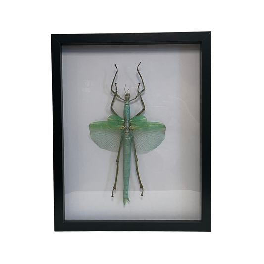 Sporting Gentry SG91 Platycrama - Walking Stick