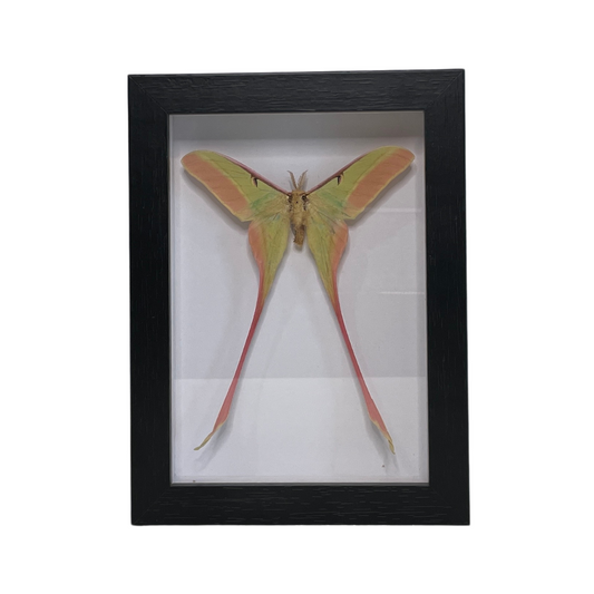 Sporting Gentry SG92 Actius Dubernardi