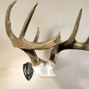 Skull Hooker Bone Bracket®